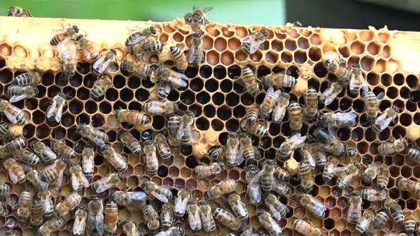Honey Bees 5