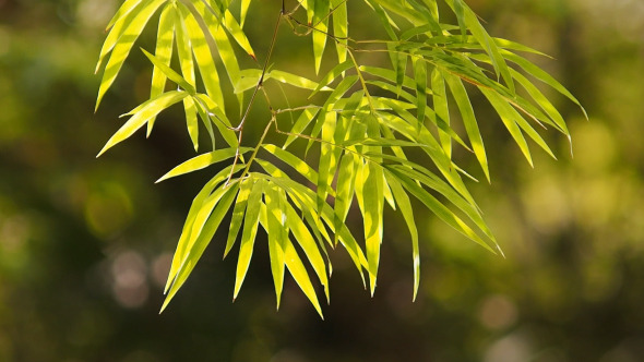 Bamboo Leaves