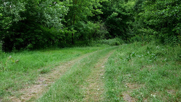 Walking On Forest Trail 