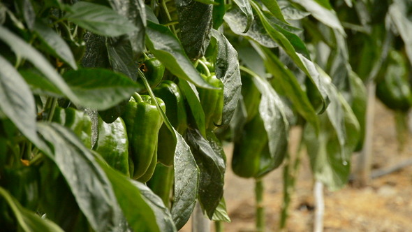 Pepper in Greenhouse