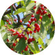 Cherry Branch 02 - VideoHive Item for Sale