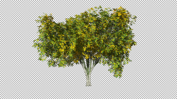 Tree On The Wind Isolated 3