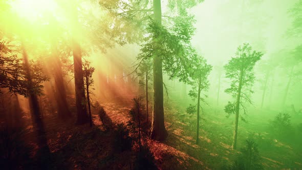 Morning Fog in the Giant Sequoias Forest