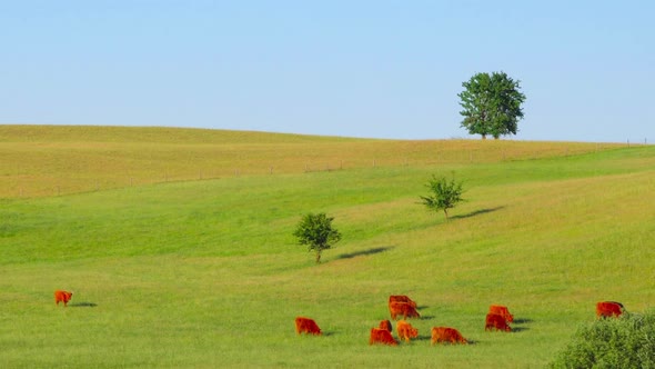 Red Scottish cows graze in the meadow