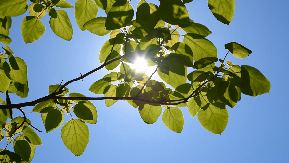 Leafs and Sun 