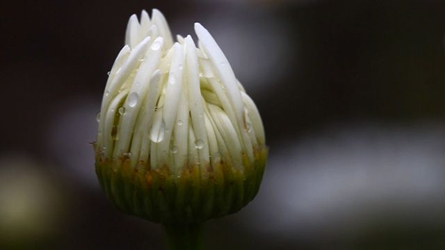 Chamomile bud