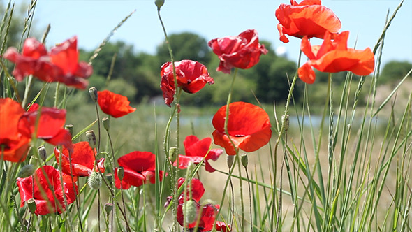 Poppies Flowers and Buds