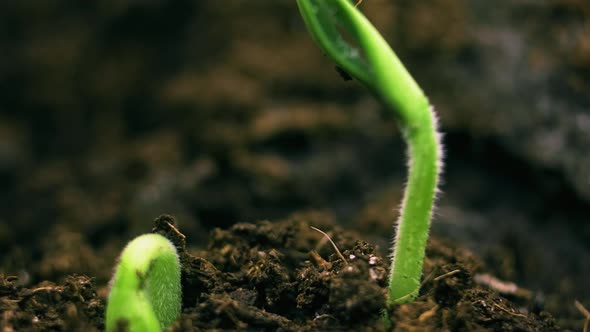 Plant Fast Growing Up Time Lapse