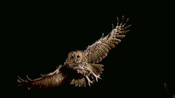 700658 Eurasian Tawny Owl, strix aluco, Adult in Flight, Normandy, Slow motion