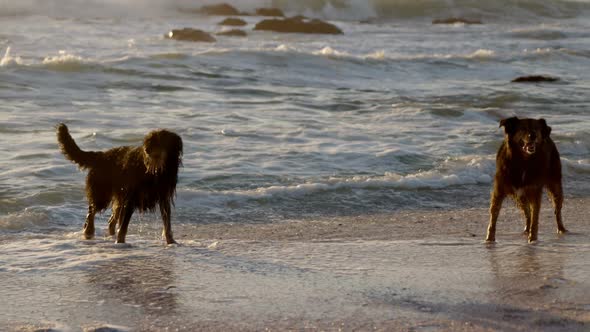 Dogs playing in the beach