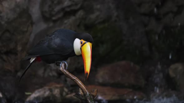 A perched toco toucan, ramphastos toco, cleaning and wiping its bill against wooden stick under the