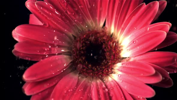 Super Slow Motion on the Red Flower Gerbera Drips Water