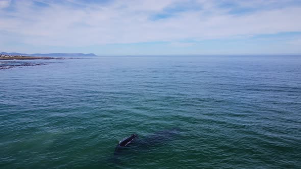 Southern Right calf swims close to mother as it blows, calm water, aerial