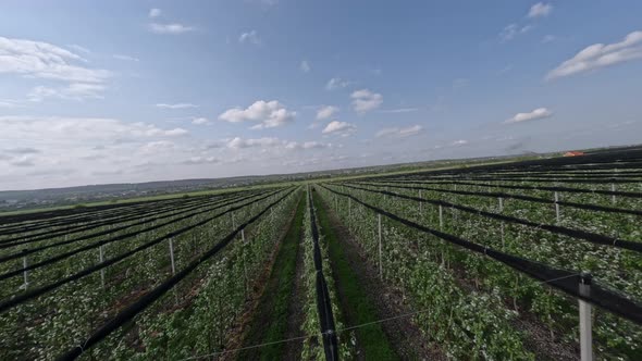 Aerial Towards View Industrial Agrimotor Spraying Poison Pests Riding Between Apple Trees Plantation