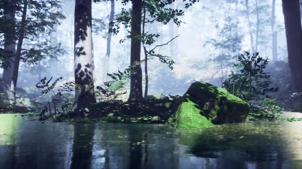 Mist on Pond in Forest with Fog