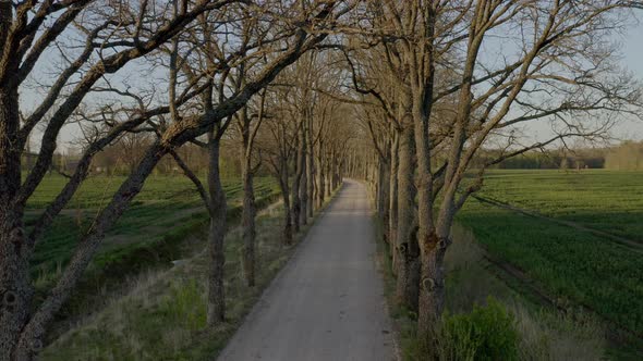 Oak Tree Avenue