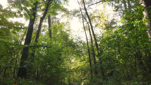 Autumn Forest with Trees By Day