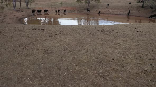 Aerial footage of cows and ducks drinking from an agricultural dam on a farm