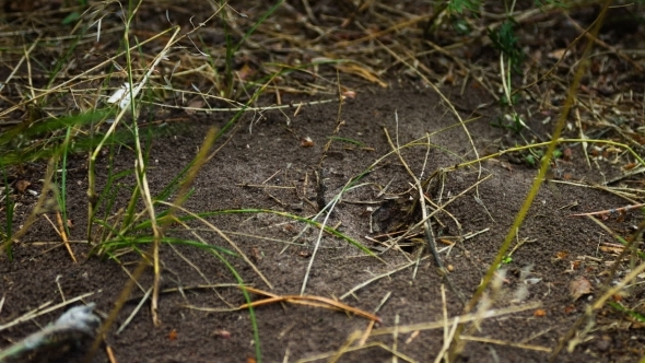 Ants Crawling On The Anthill.