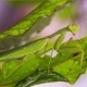 Mantis On The Hunt Is Disguised As a Leaf. - VideoHive Item for Sale