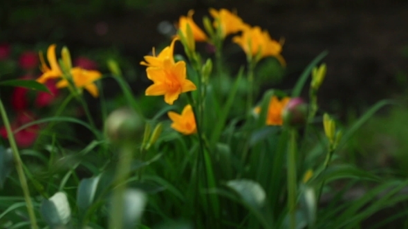 Orange Lily And Peony Buds