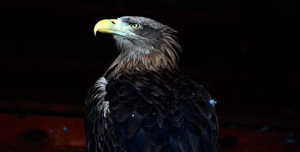 Eagle