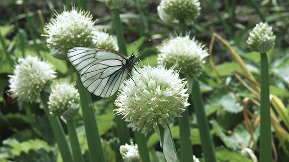 Butterfly in Garlic Flower