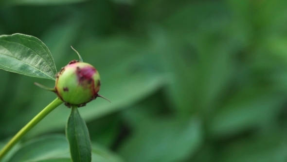 Ants On The Peony Bud