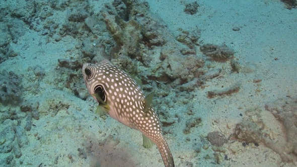 Pufferfish on Coral Reef