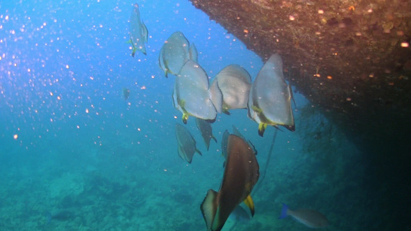 Tropical Fish on Vibrant Coral Reef