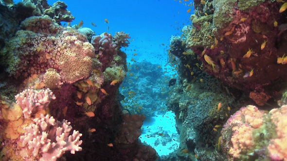 Colorful Fish on Vibrant Coral Reef