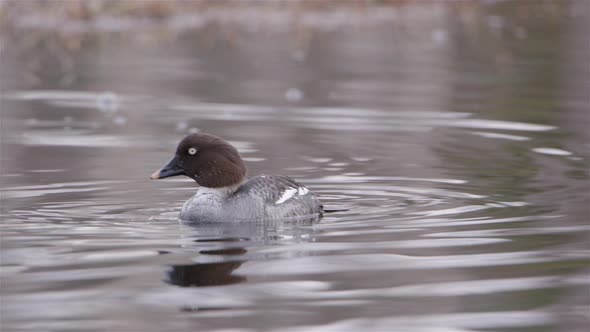 A common goldeneye duck diving for food in a river in Sweden