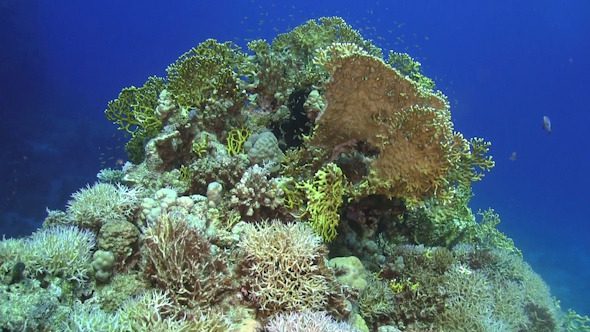 Tropical Fish on Vibrant Coral Reef