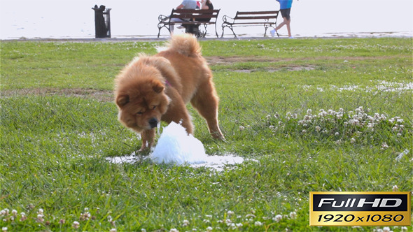 Dog Playing With Water