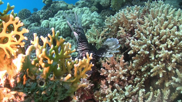 African lionfish on Coral Reef