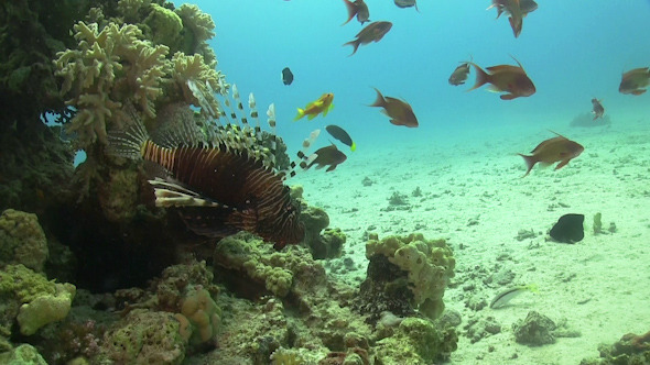 African lionfish on Coral Reef