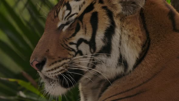 tiger closeup side profile as jungle sways in slow motion