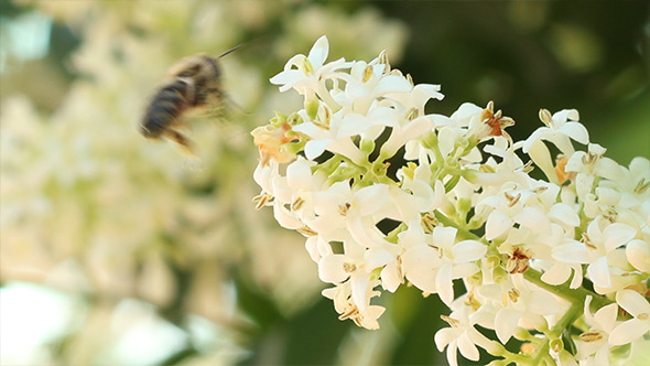 Bee Landing on Flower