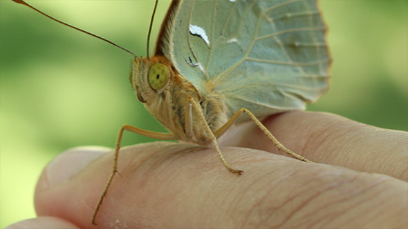Butterfly on Hand Portrait