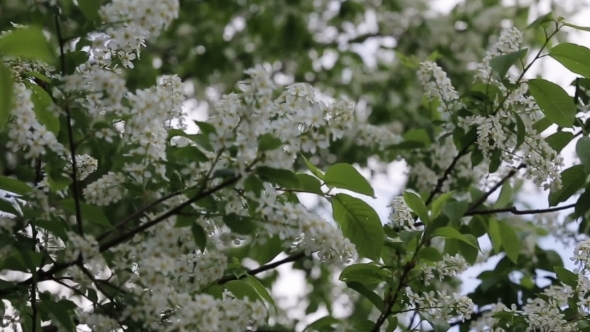 Branch Of Bird Cherry