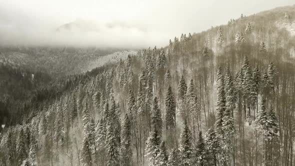 Flight Over Forest In Winter