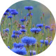 Cornflowers Field 02 - VideoHive Item for Sale