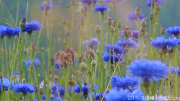 Cornflowers Field 02