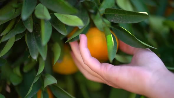 Juicy Tasty Oranges Hanging on an Orange Tree