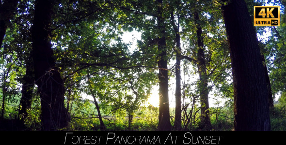Forest Panorama At Sunset