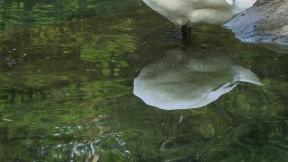 Swan In Water