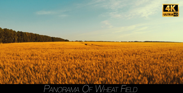 Panorama Of Wheat Field 2