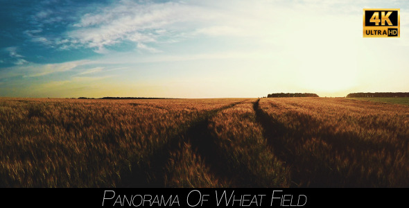 Panorama Of Wheat Field 4