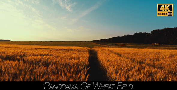 Panorama Of Wheat Field 5