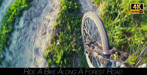 Ride A Bike Along A Forest Road